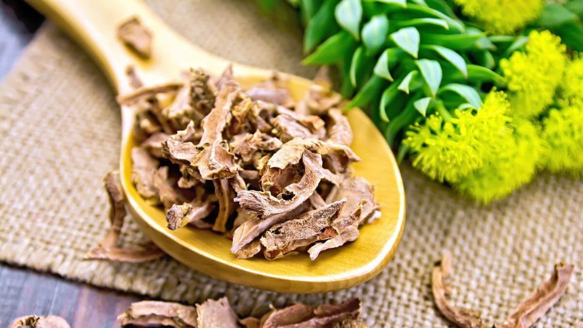 Rhodiola: The Arctic Adaptogen for Fatigue and Focus