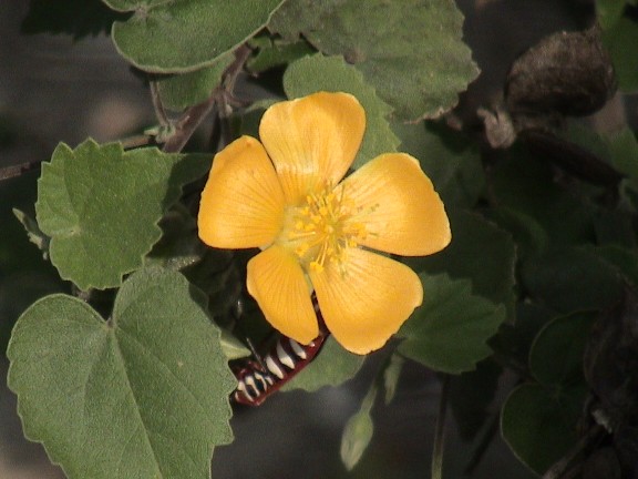 Atibala