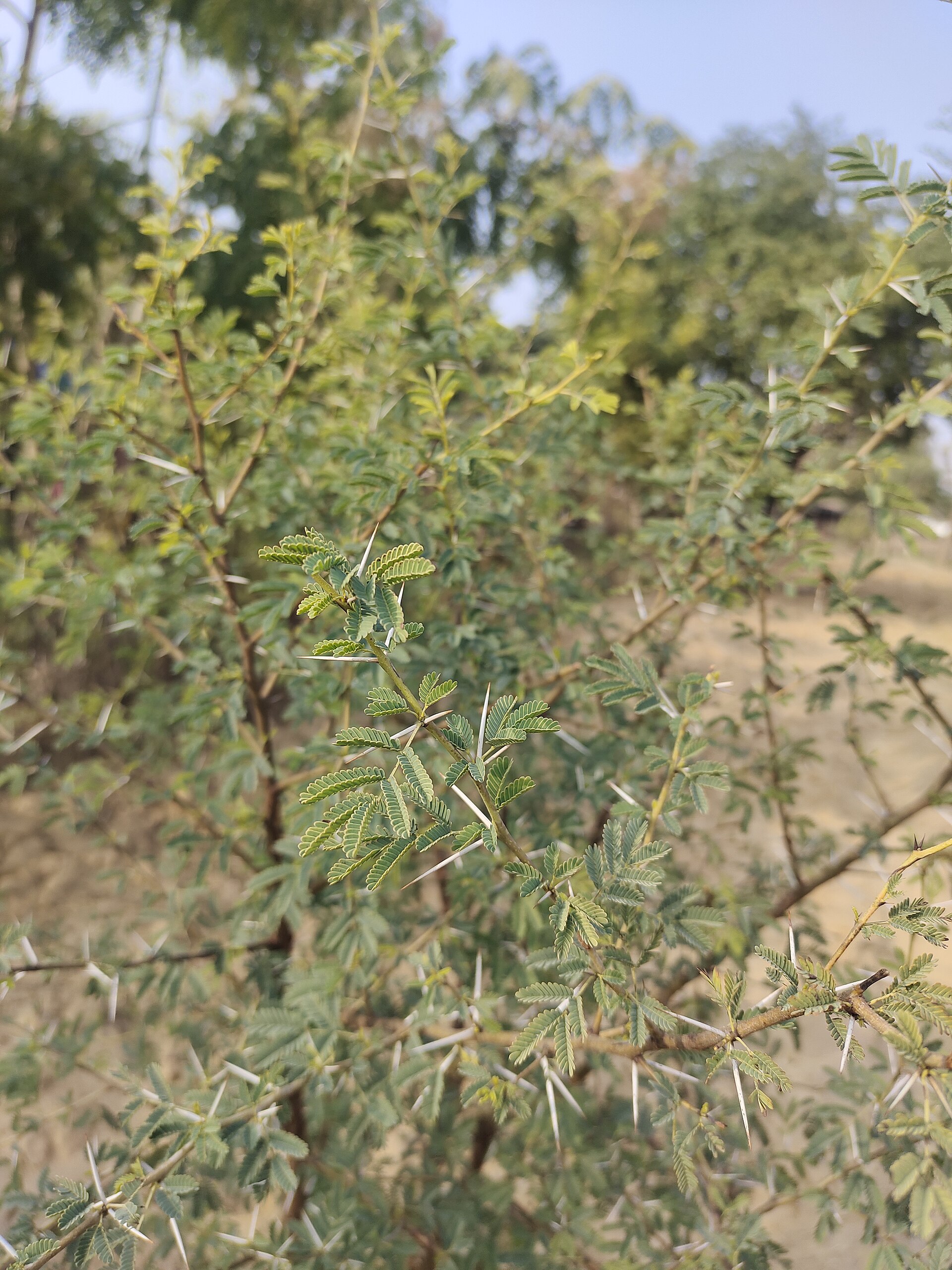Gum Arabic Tree