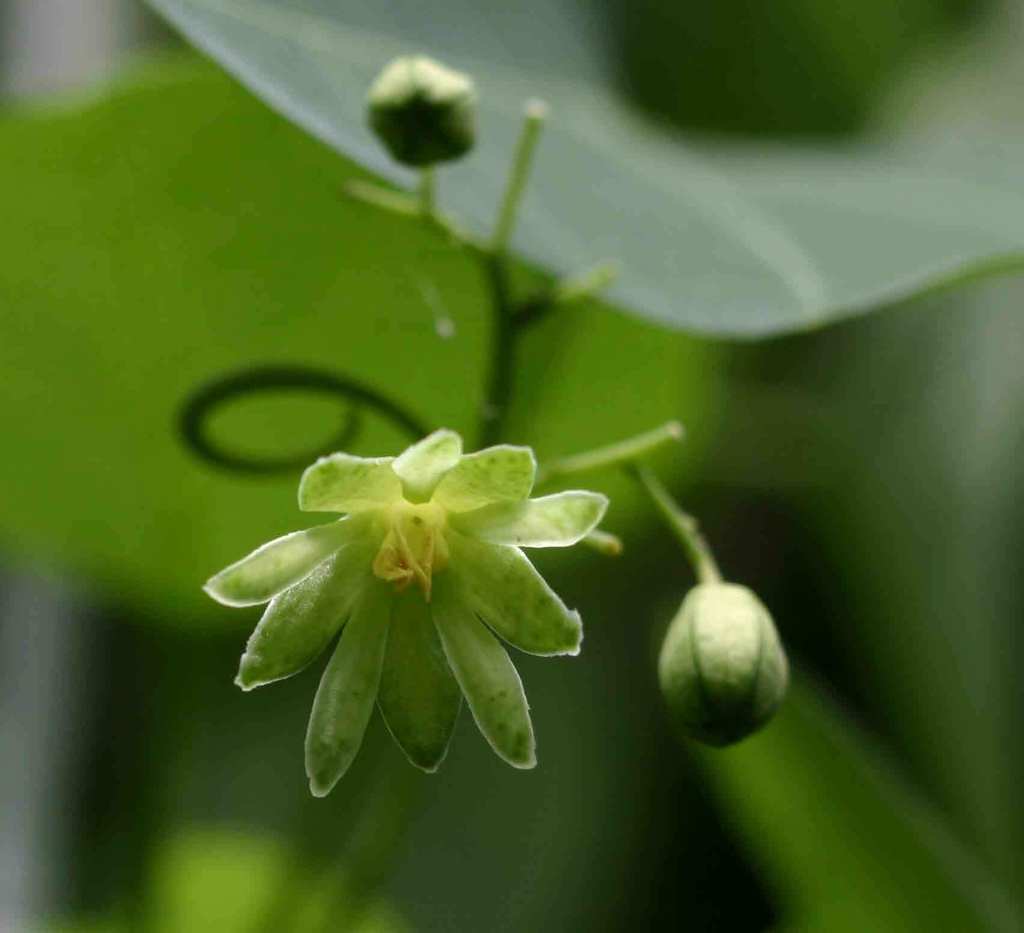 Snake Climber (Adenia)