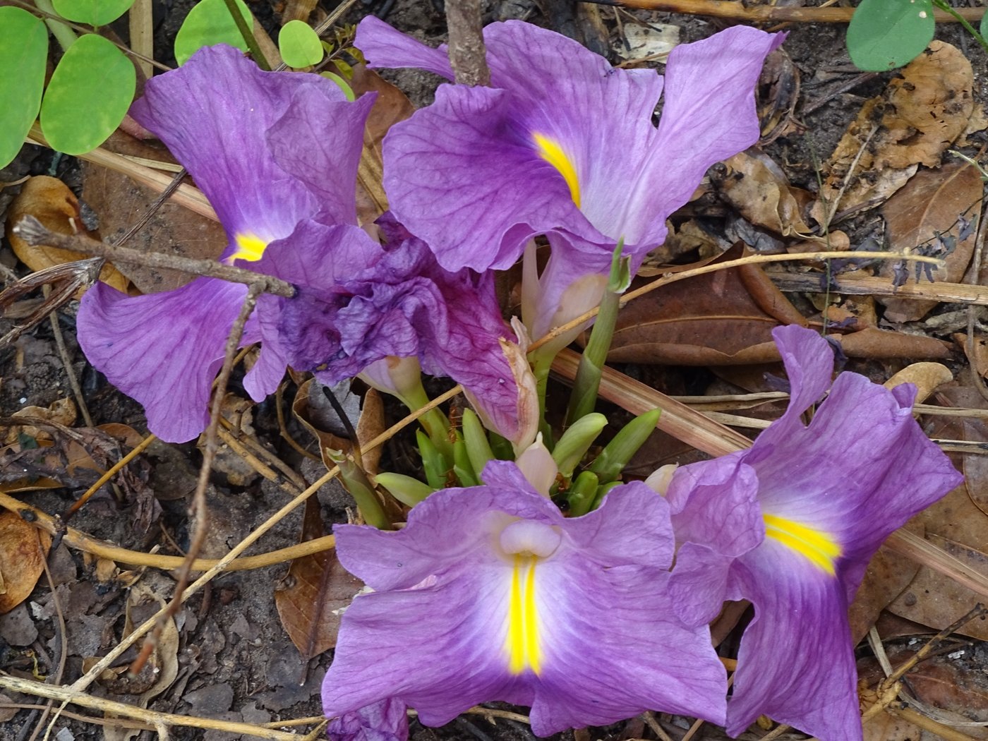 African Ginger (Wild Ginger)