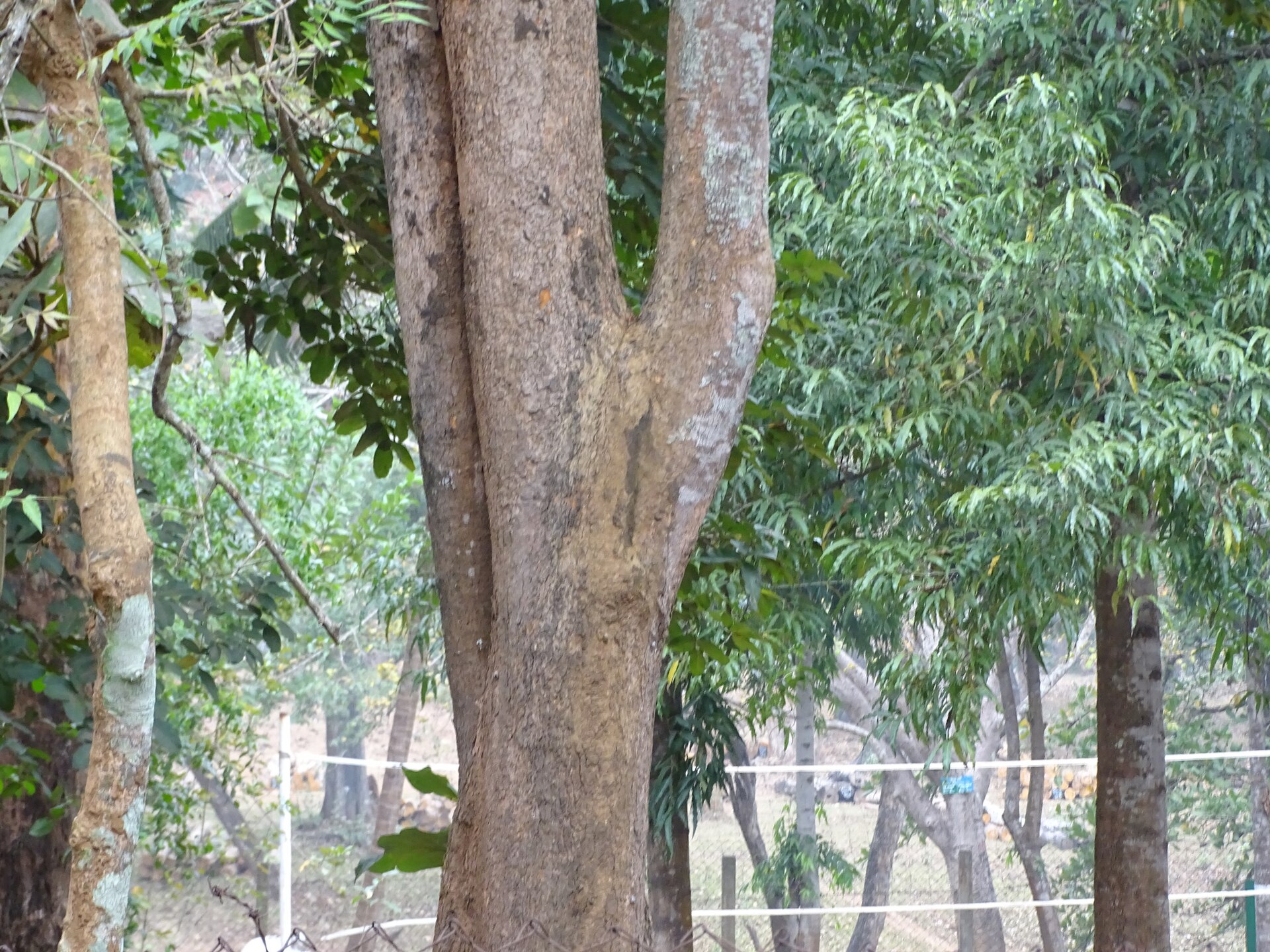 African Ironwood