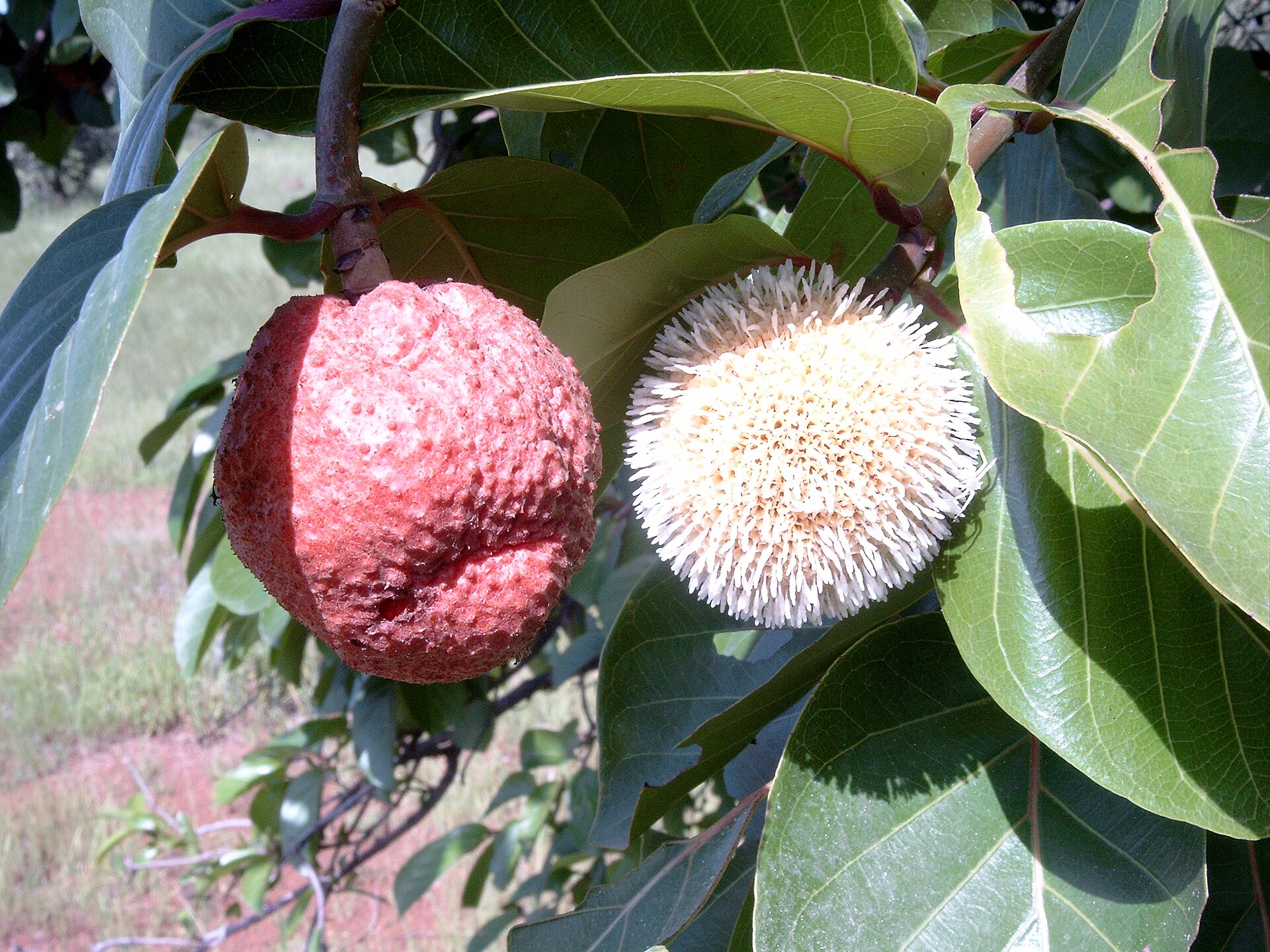African Peach