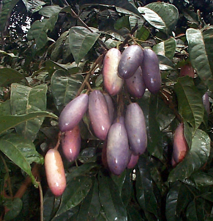 African Pear