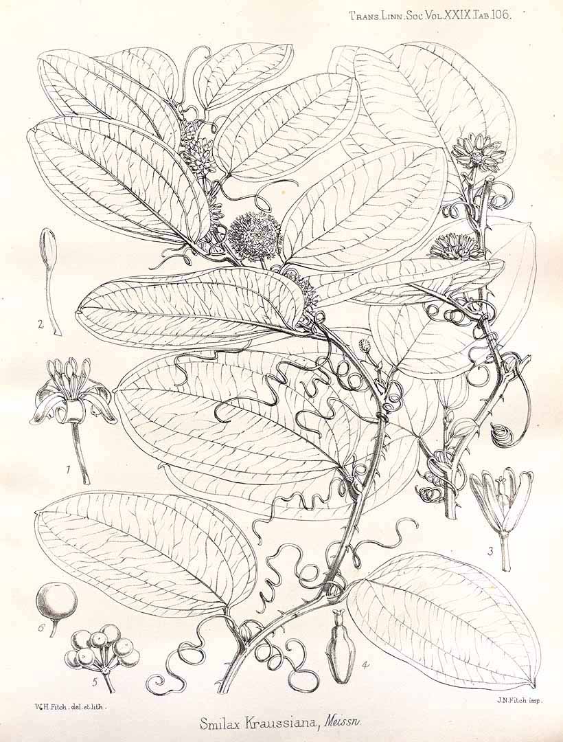 African Sarsaparilla
