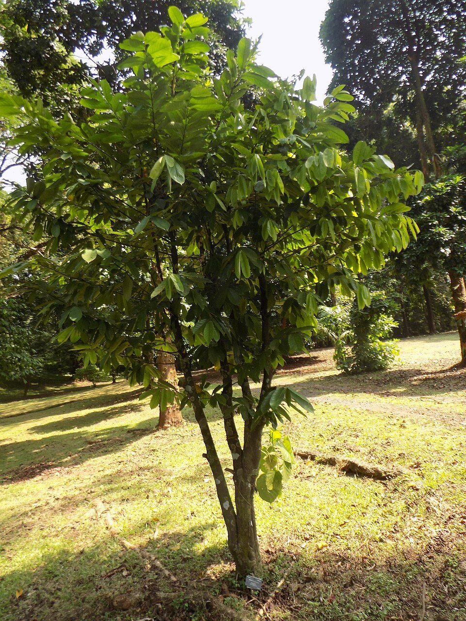 African Yellowwood (Awopa)