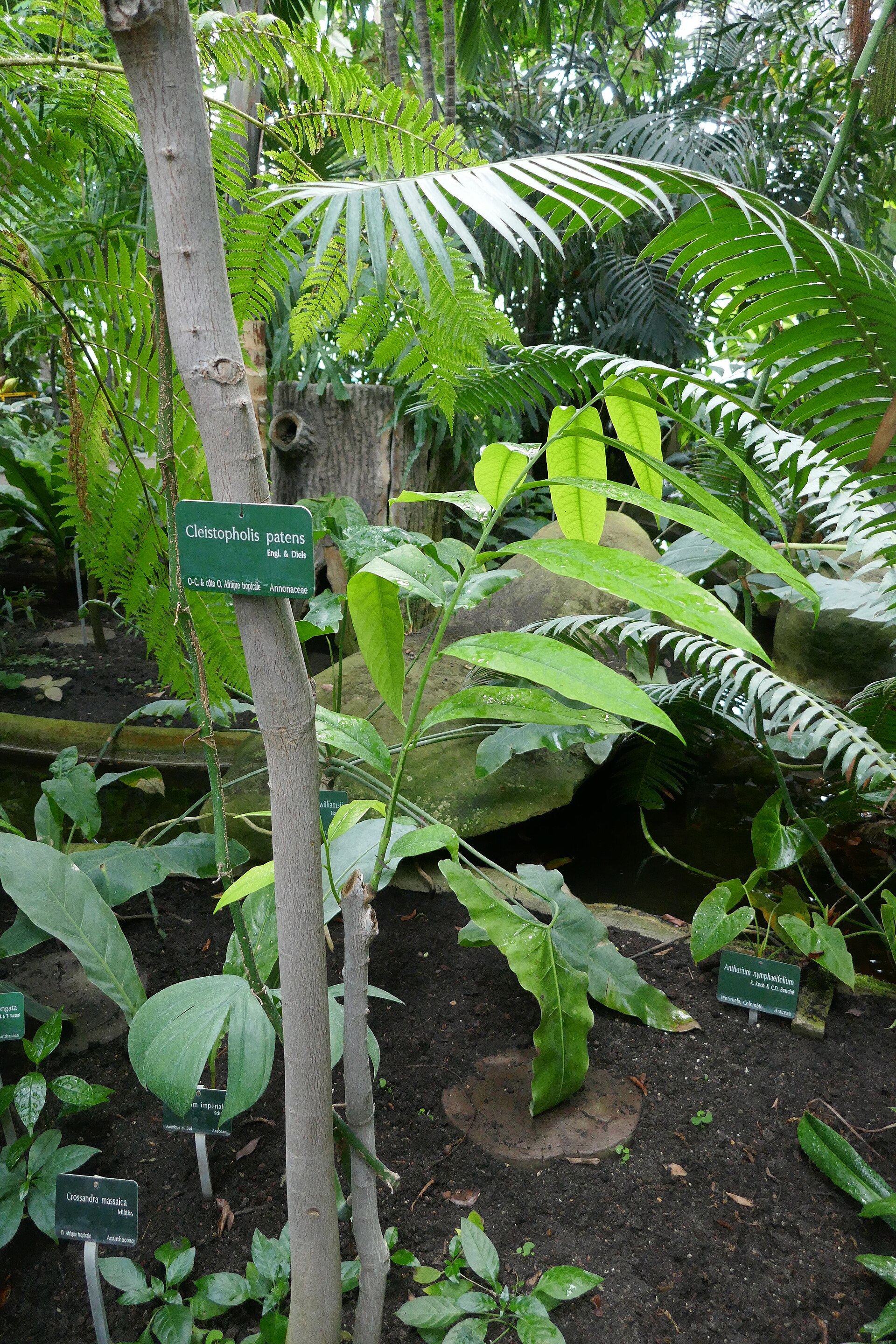 African Ylang-Ylang