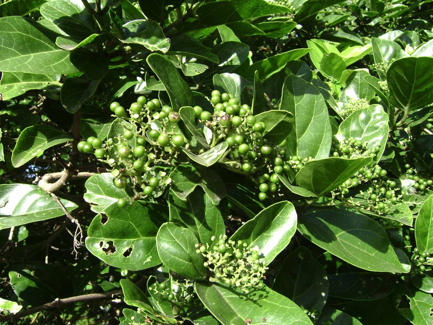 Agnimantha