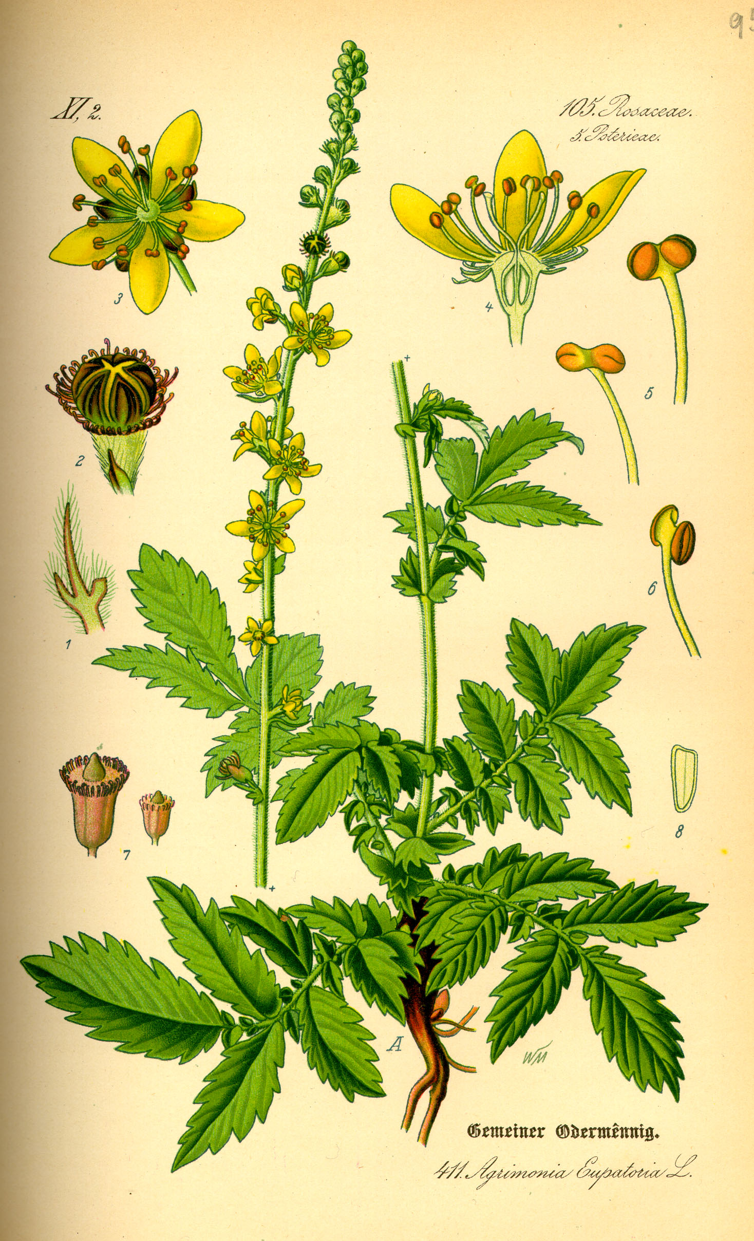 Agrimony (Xian He Cao relative)