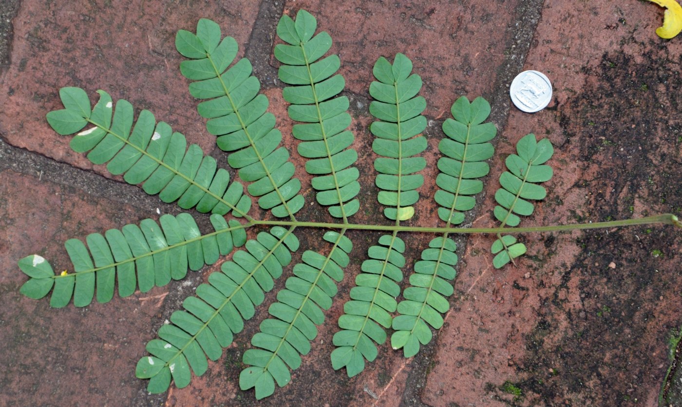 Flat-Crown Albizia
