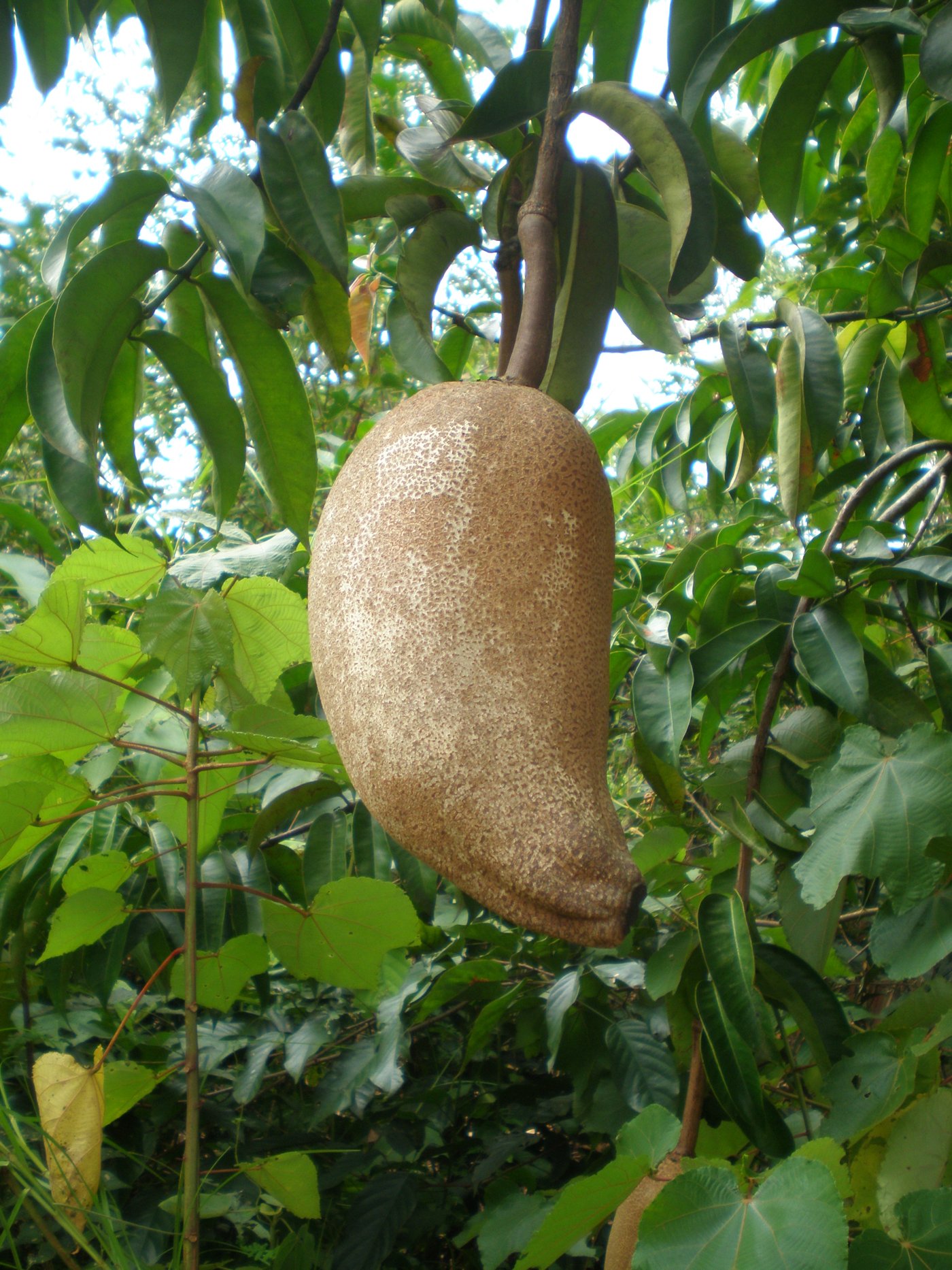 Allanblackia (Tallow Tree)