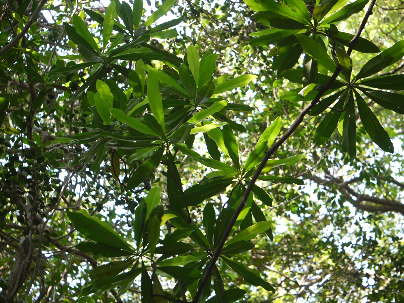 Ancistrocladus