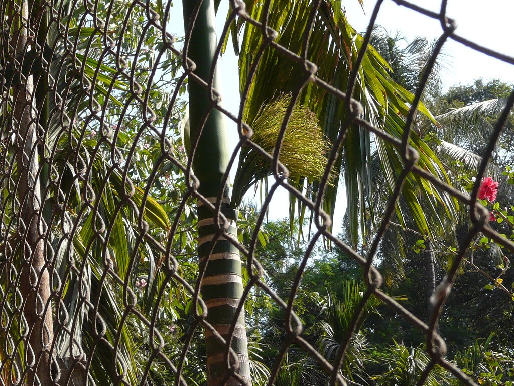 Areca Seed (Bing Lang)