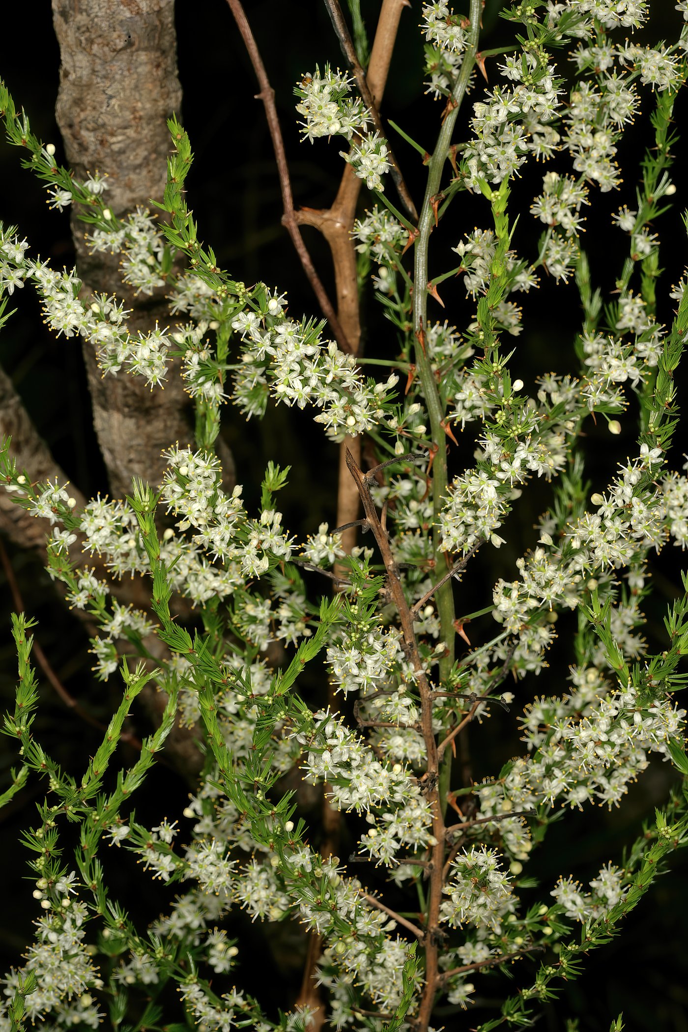 African Wild Asparagus