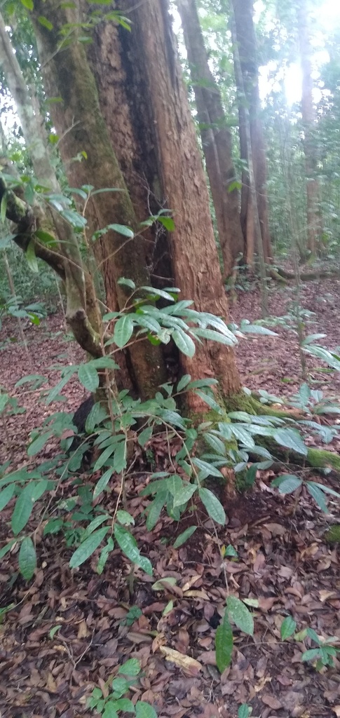 Bitter Bark