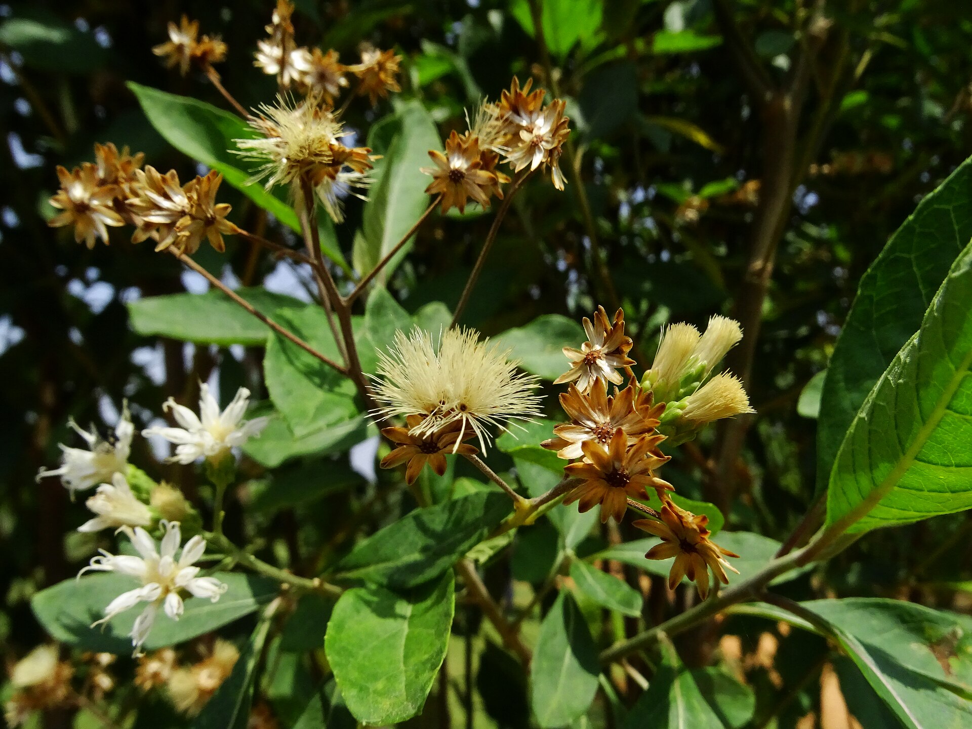 Bitter Leaf