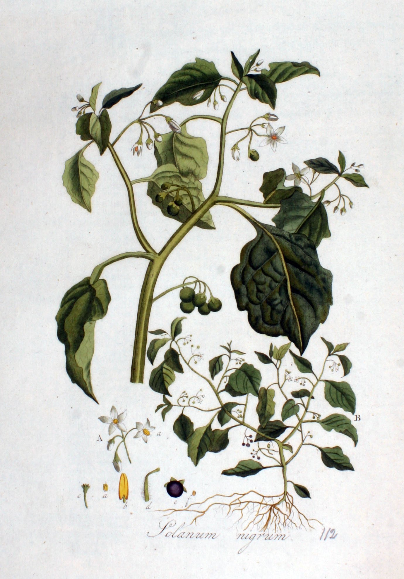 Black Nightshade
