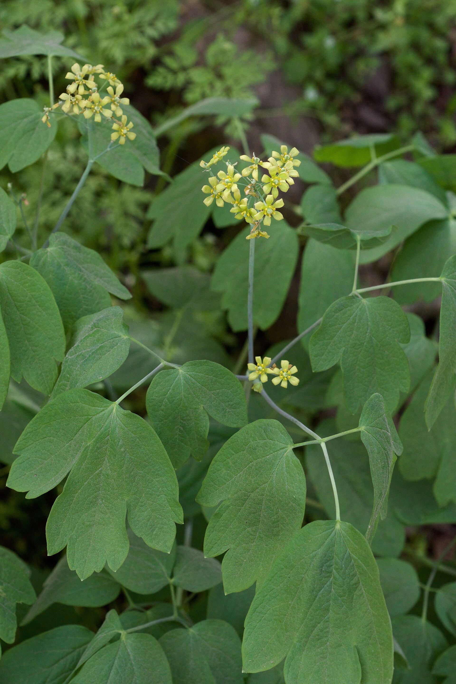 Blue Cohosh