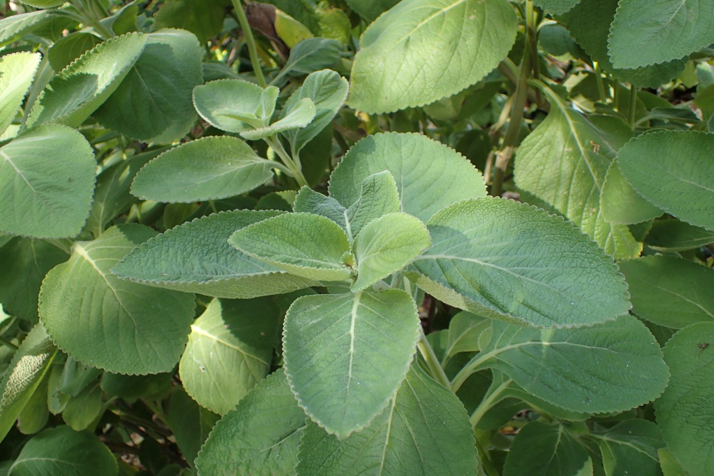 Brazilian Boldo