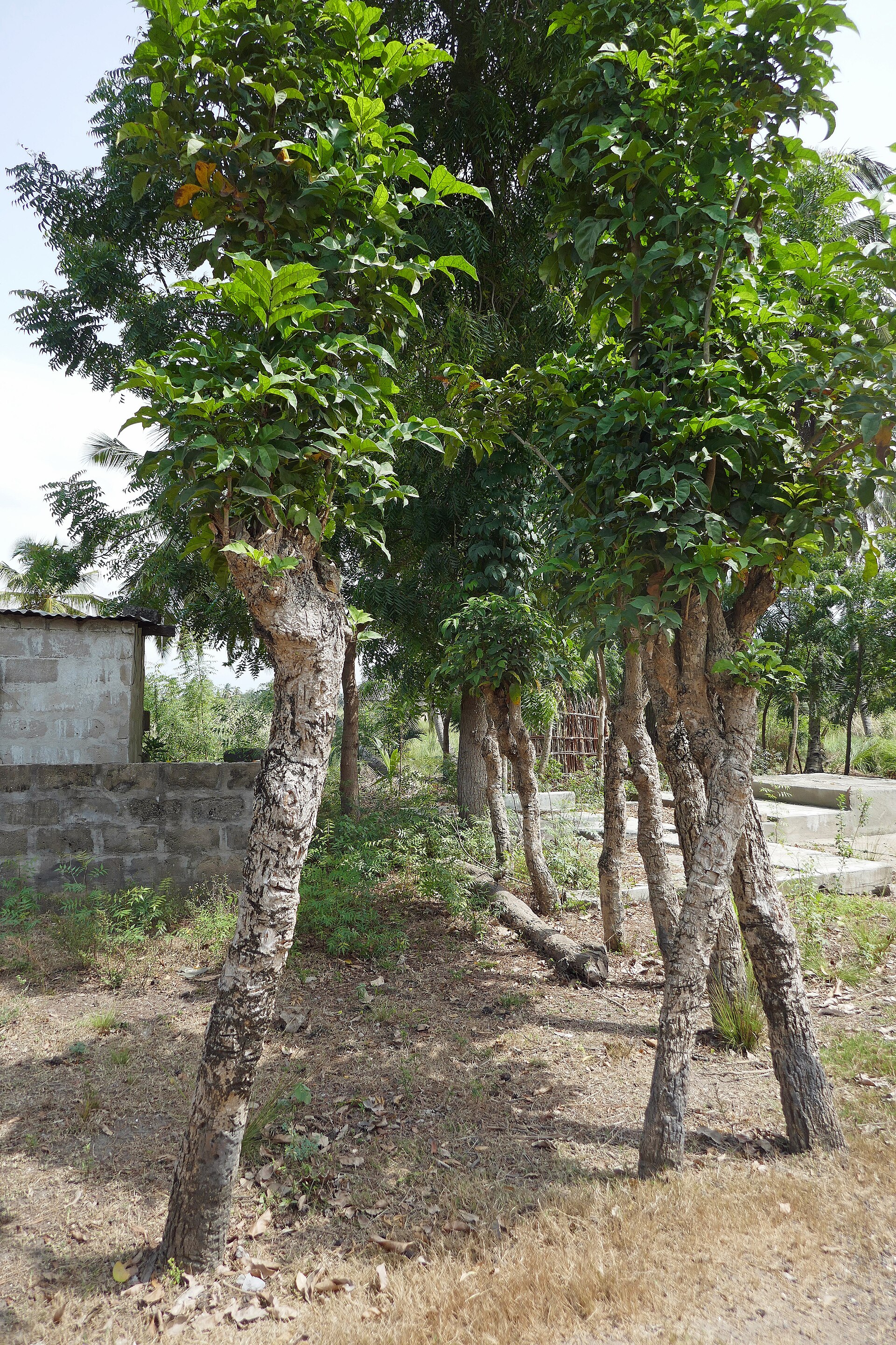 Boundary Tree