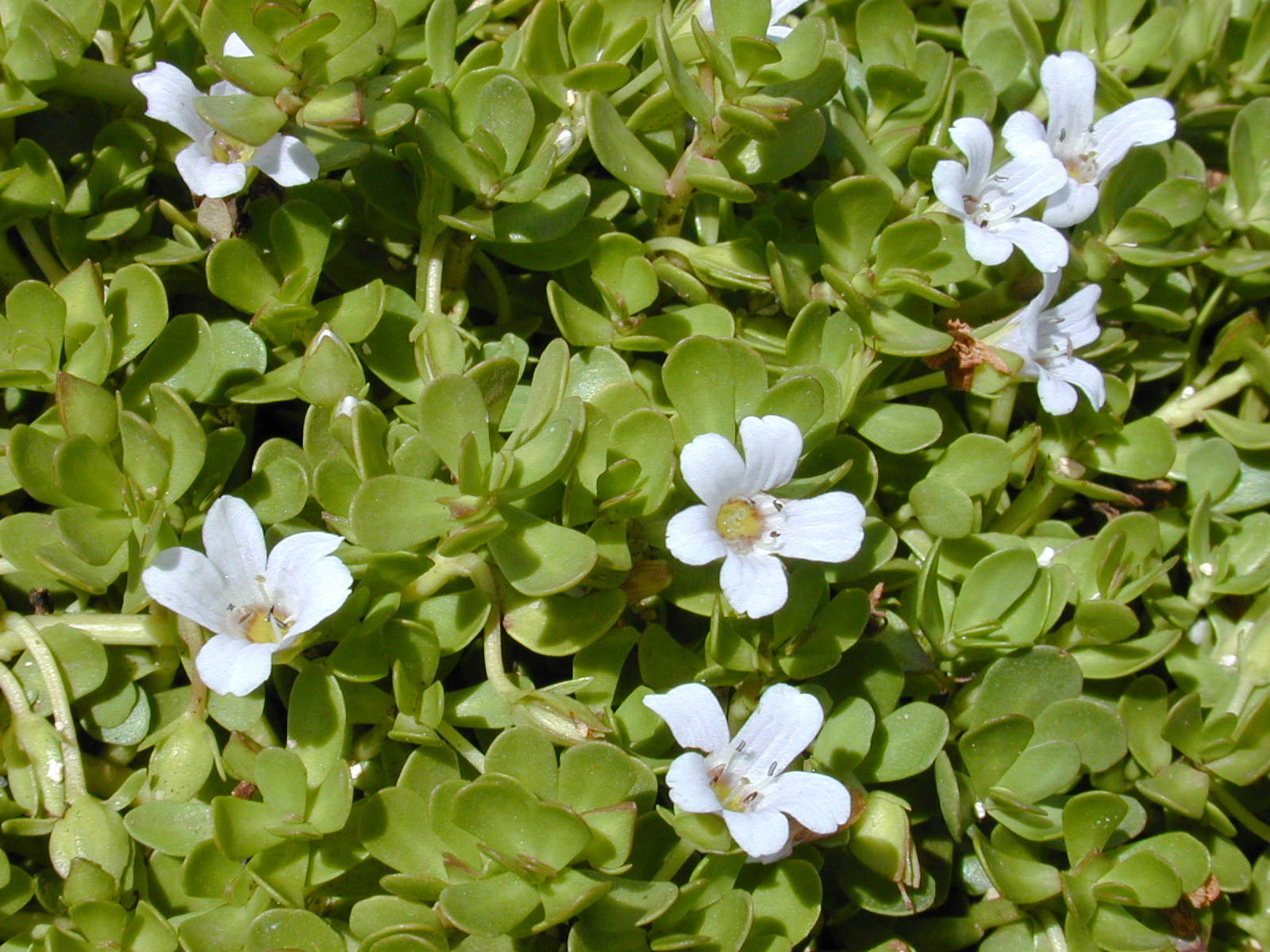 Brahmi (Bacopa)