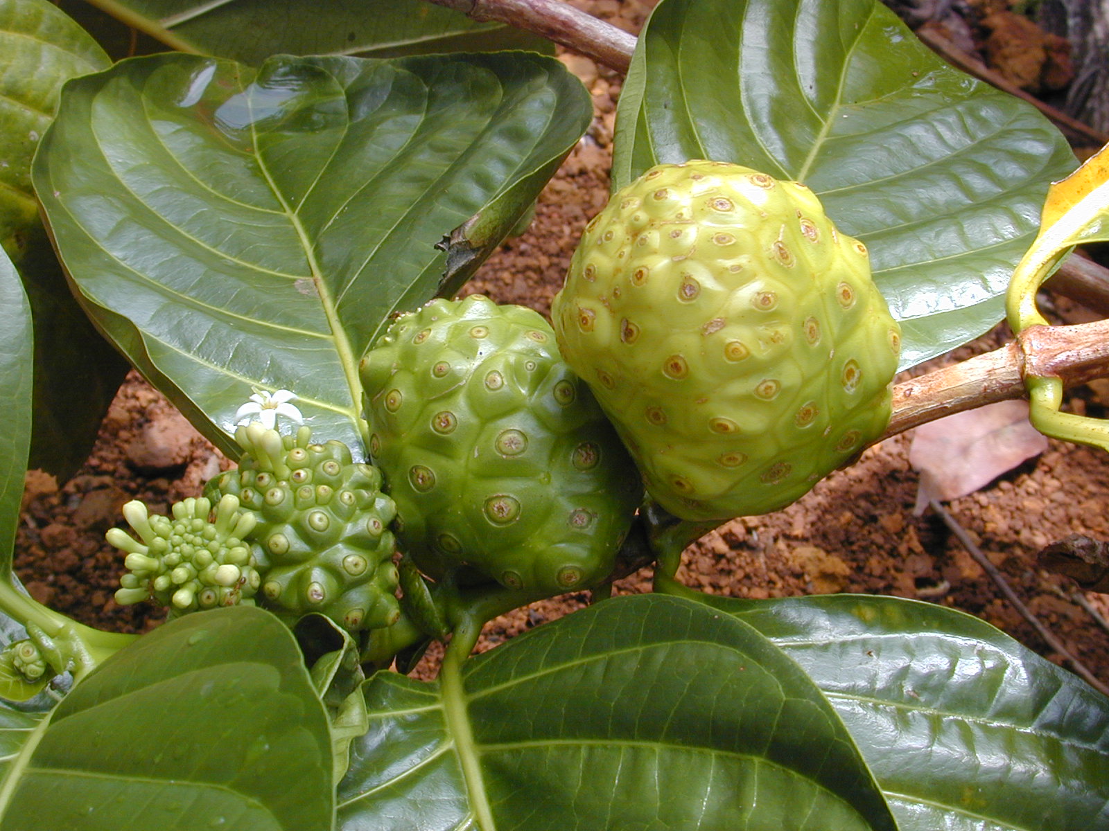 Brimstone Tree