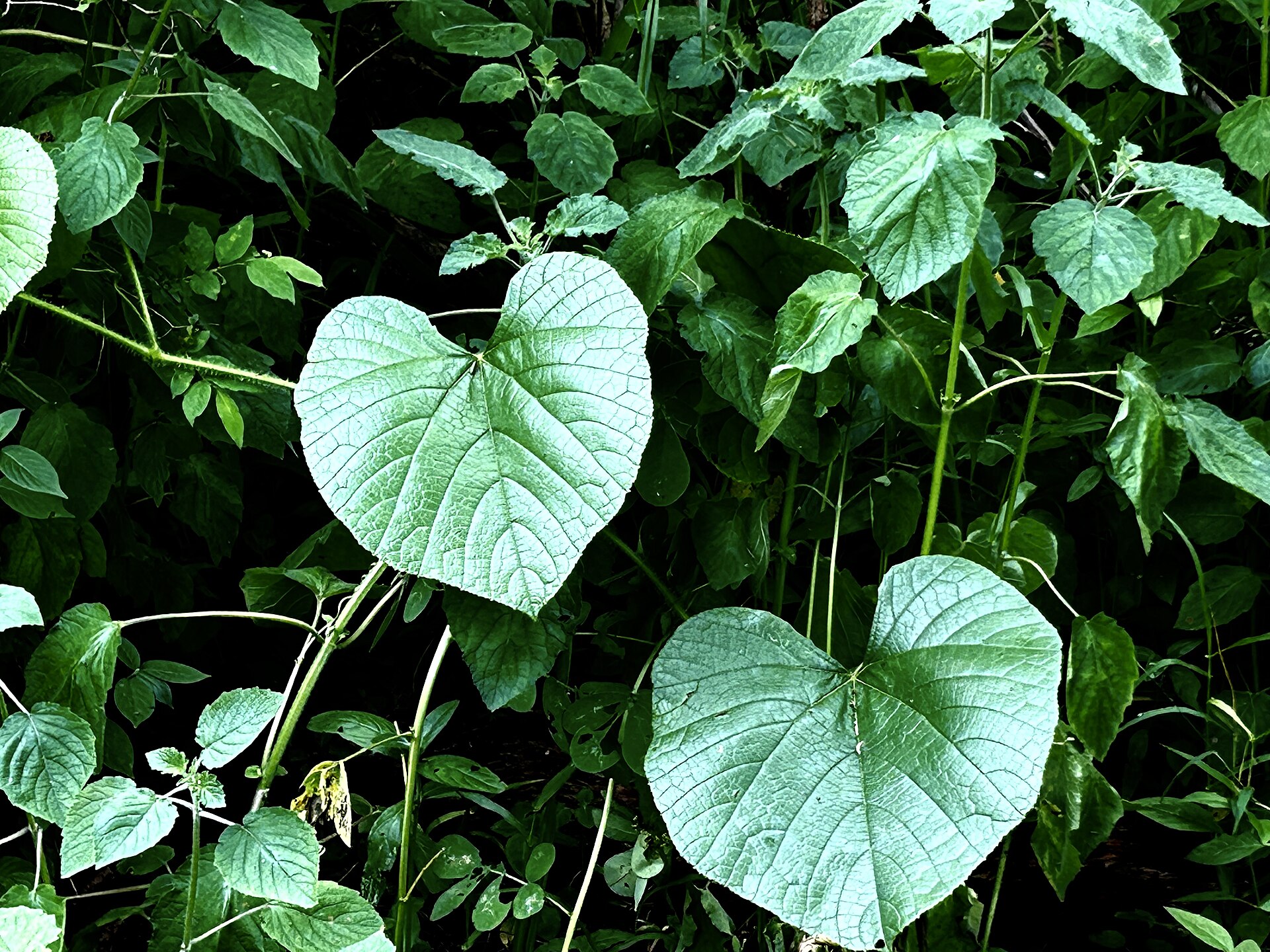 Brotowali (Tinospora)