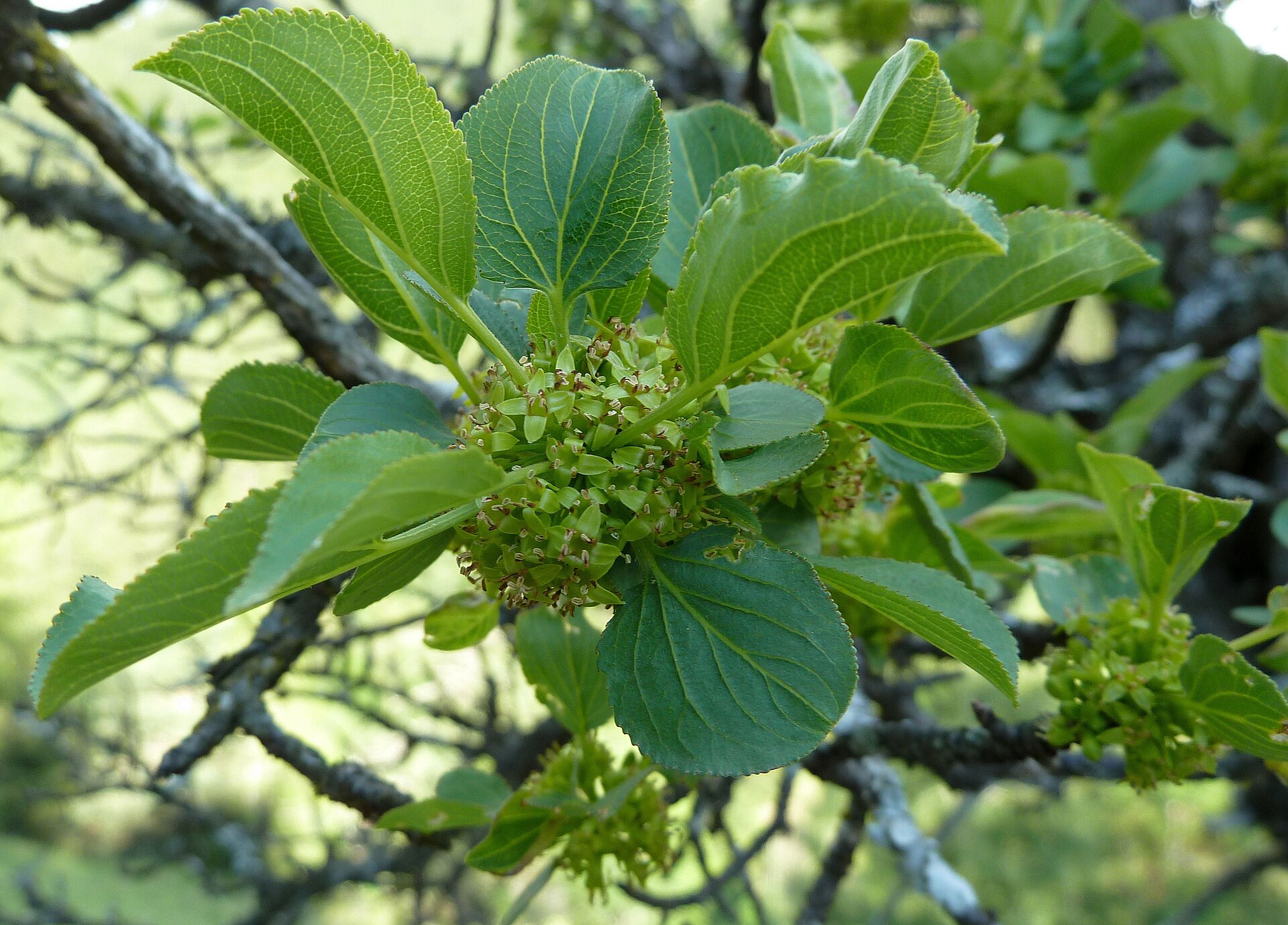 Buckthorn