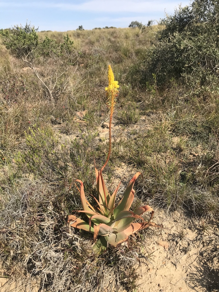 Broad-leaved Bulbine (Rooiwortel)