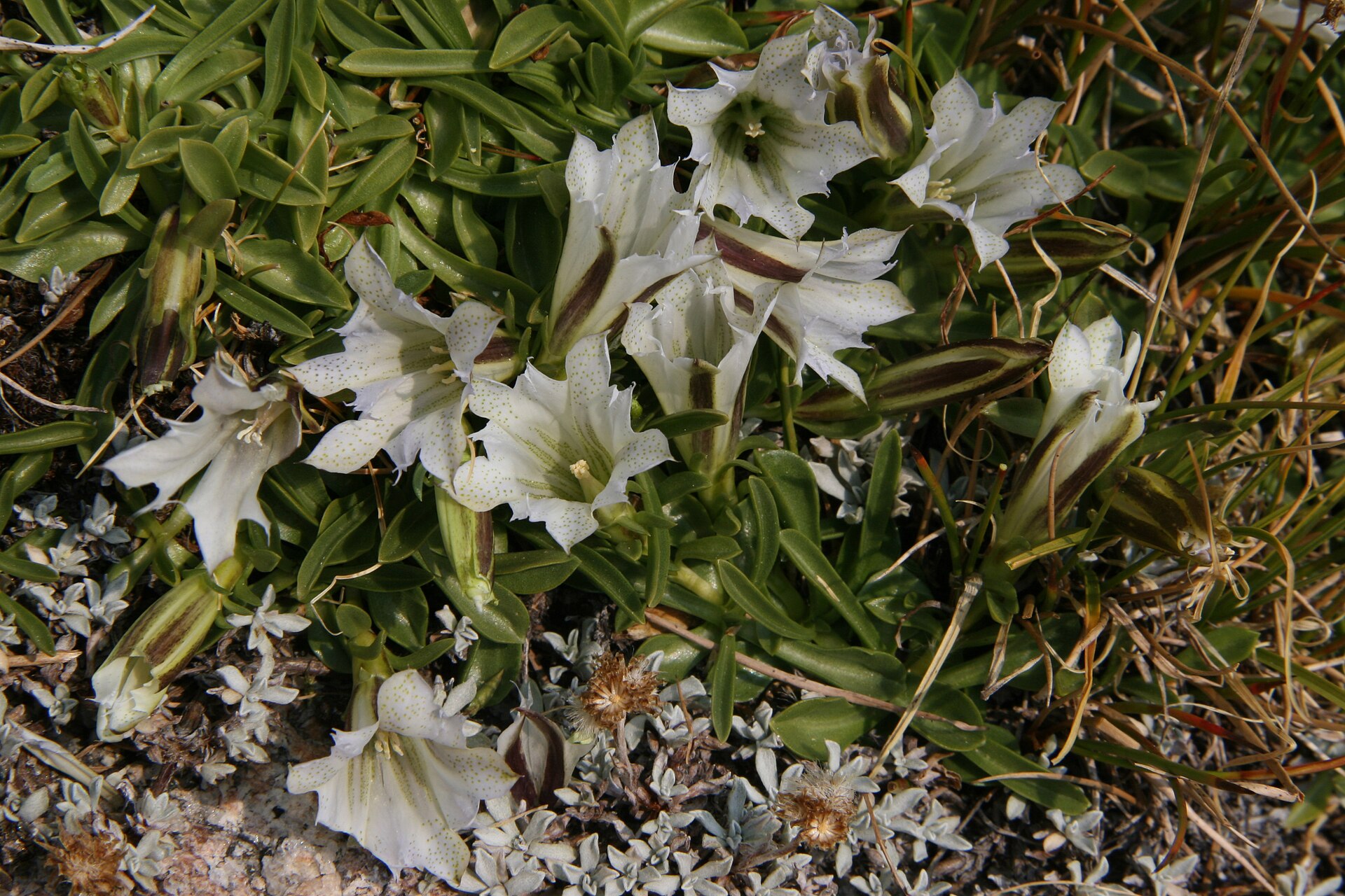 Byi-tang-ka (Gentiana)