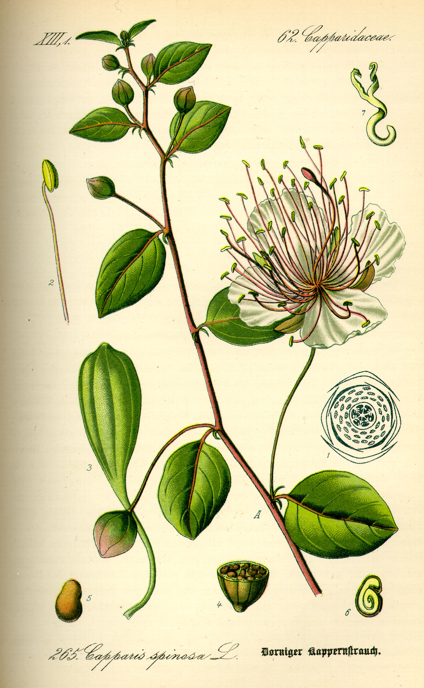 Caper bush