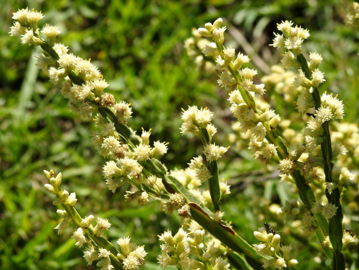 Carqueja