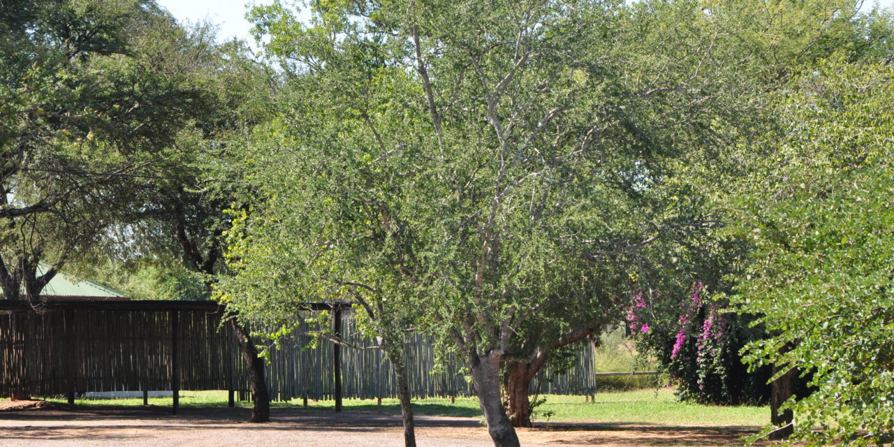 Bushveld Saffron