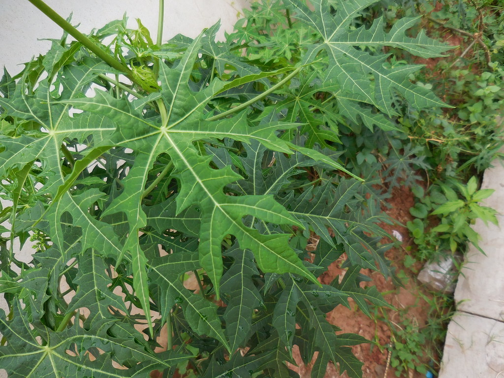 Chaya (Tree Spinach)