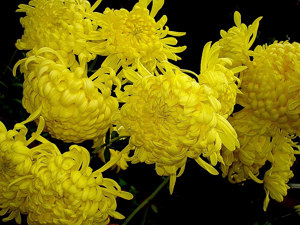 Chrysanthemum