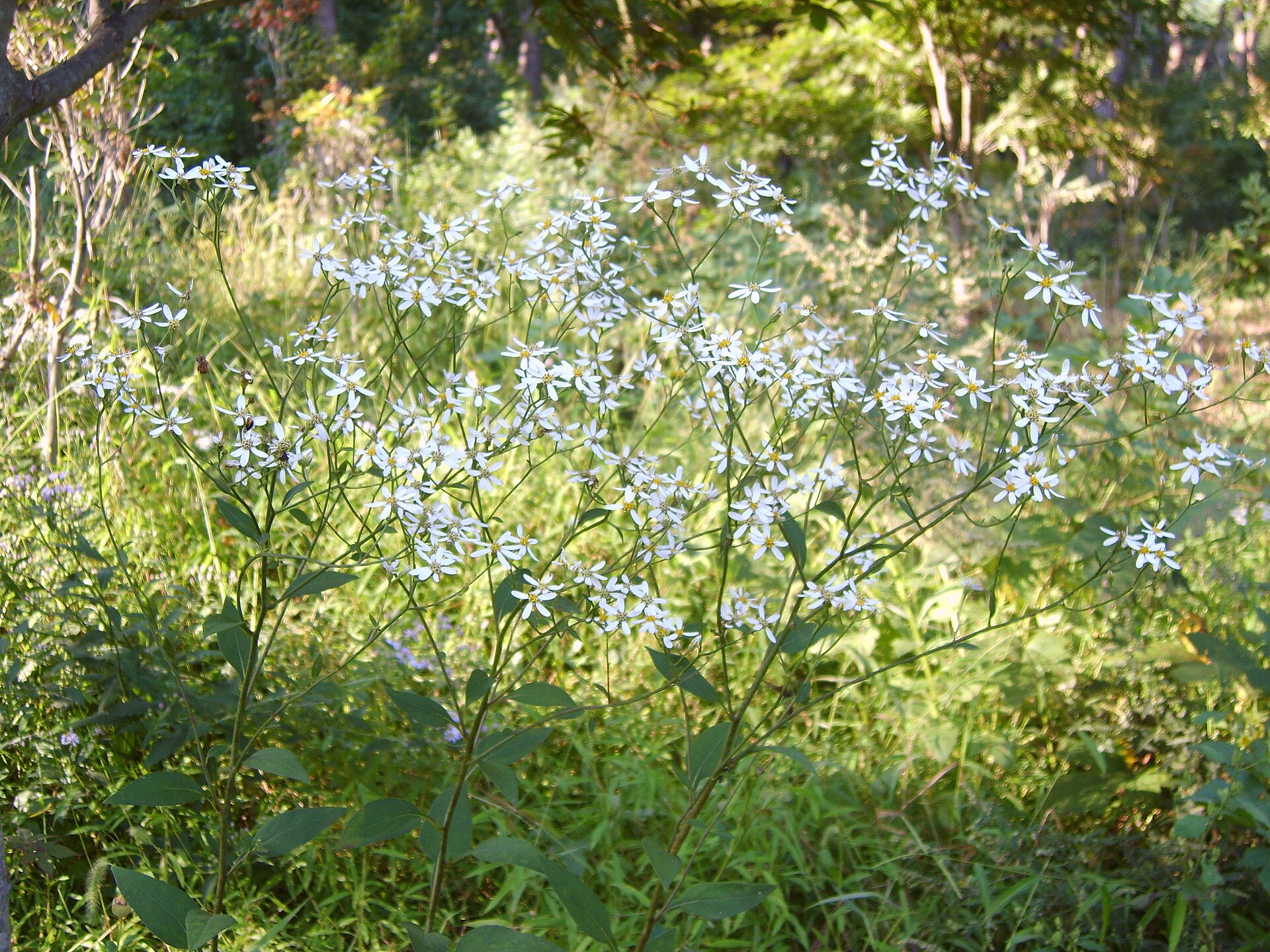Aster (Chwinamul)