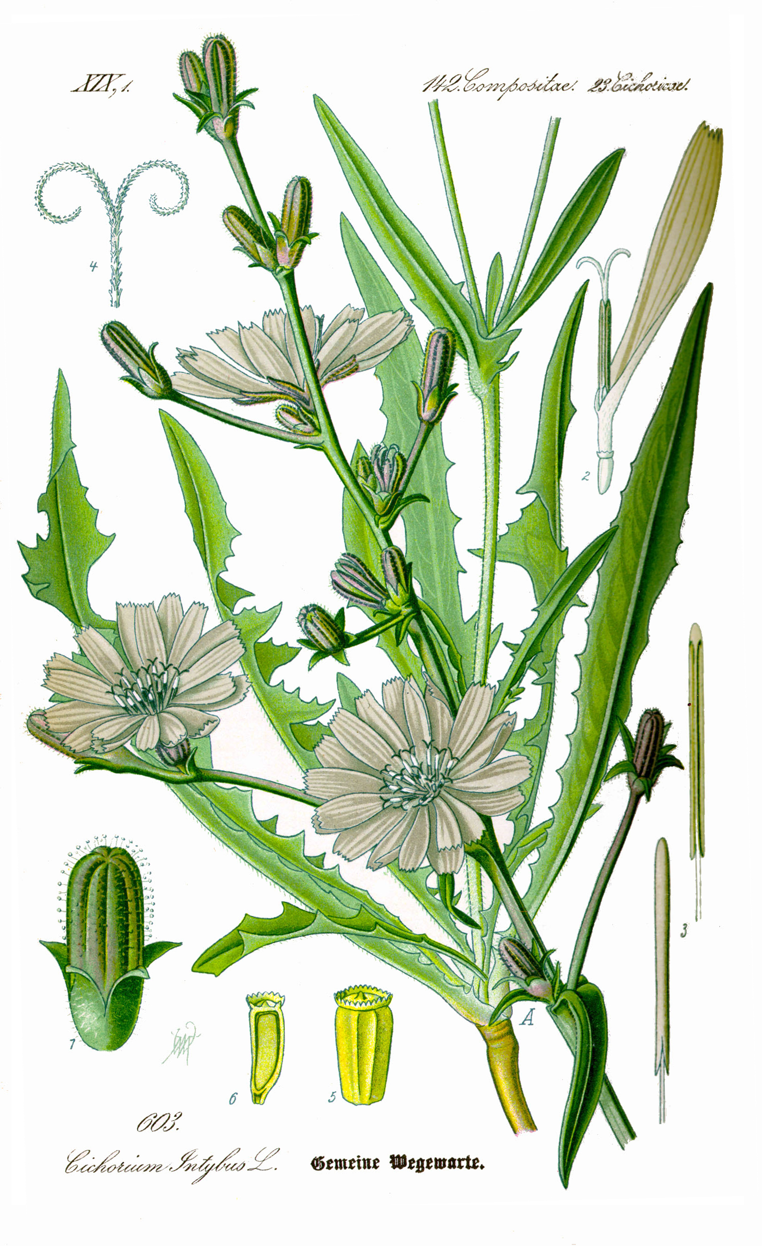 Chicory (variant monograph)