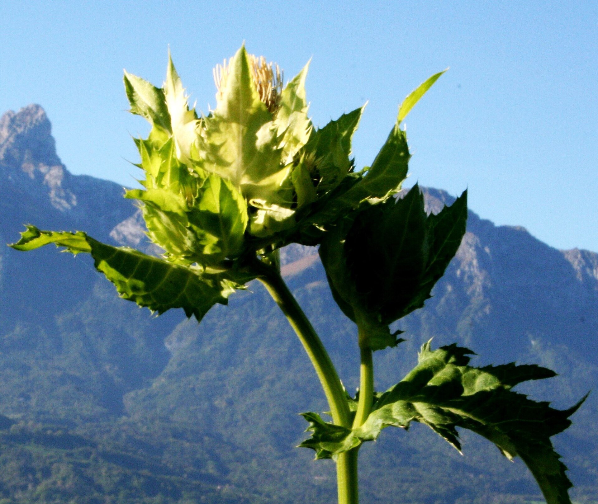 Cabbage thistle