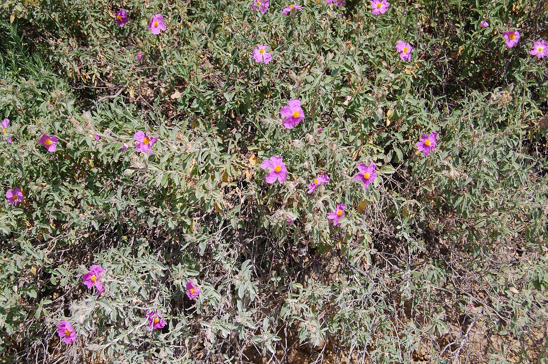 Cistus