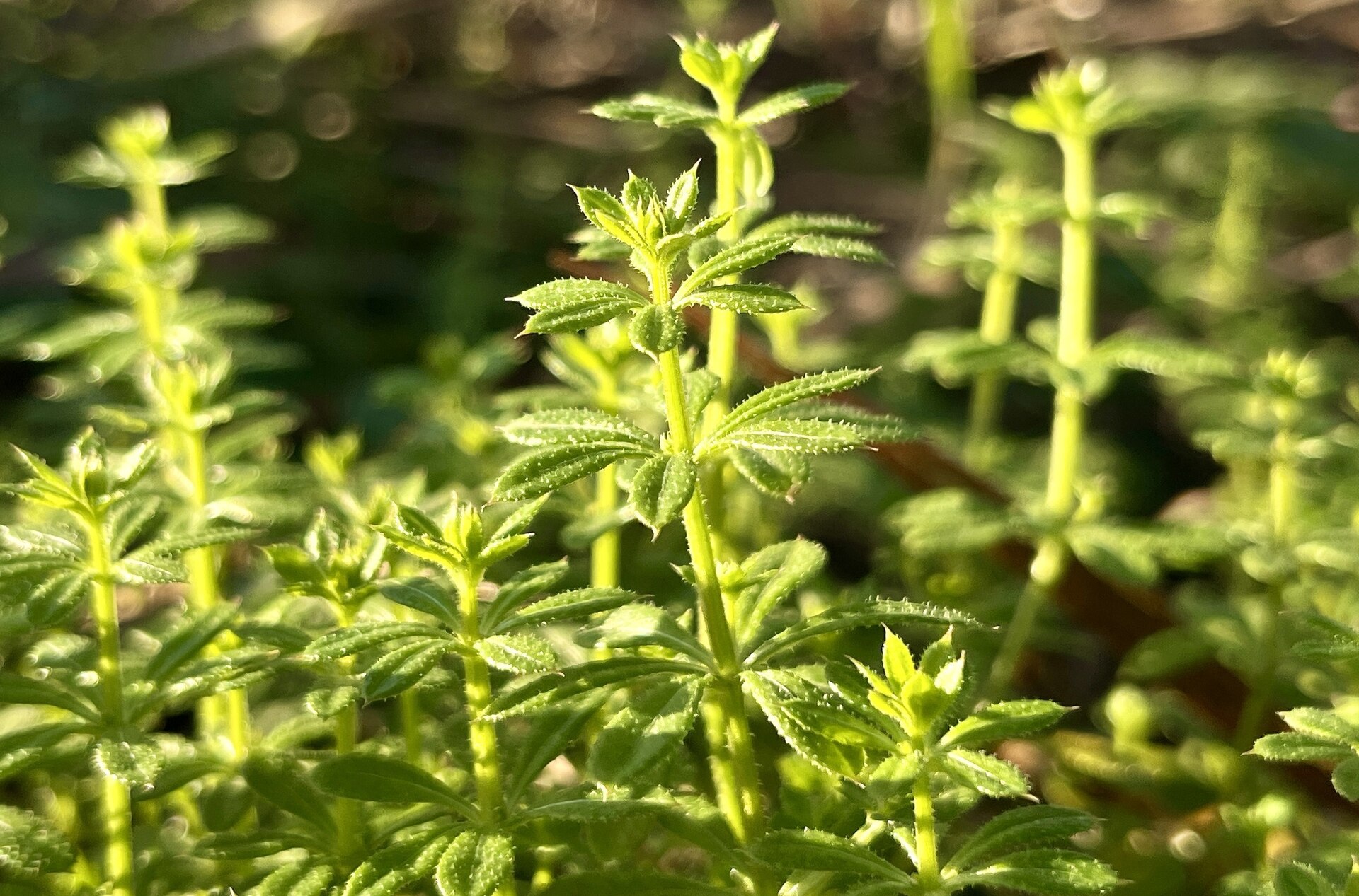 Cleavers