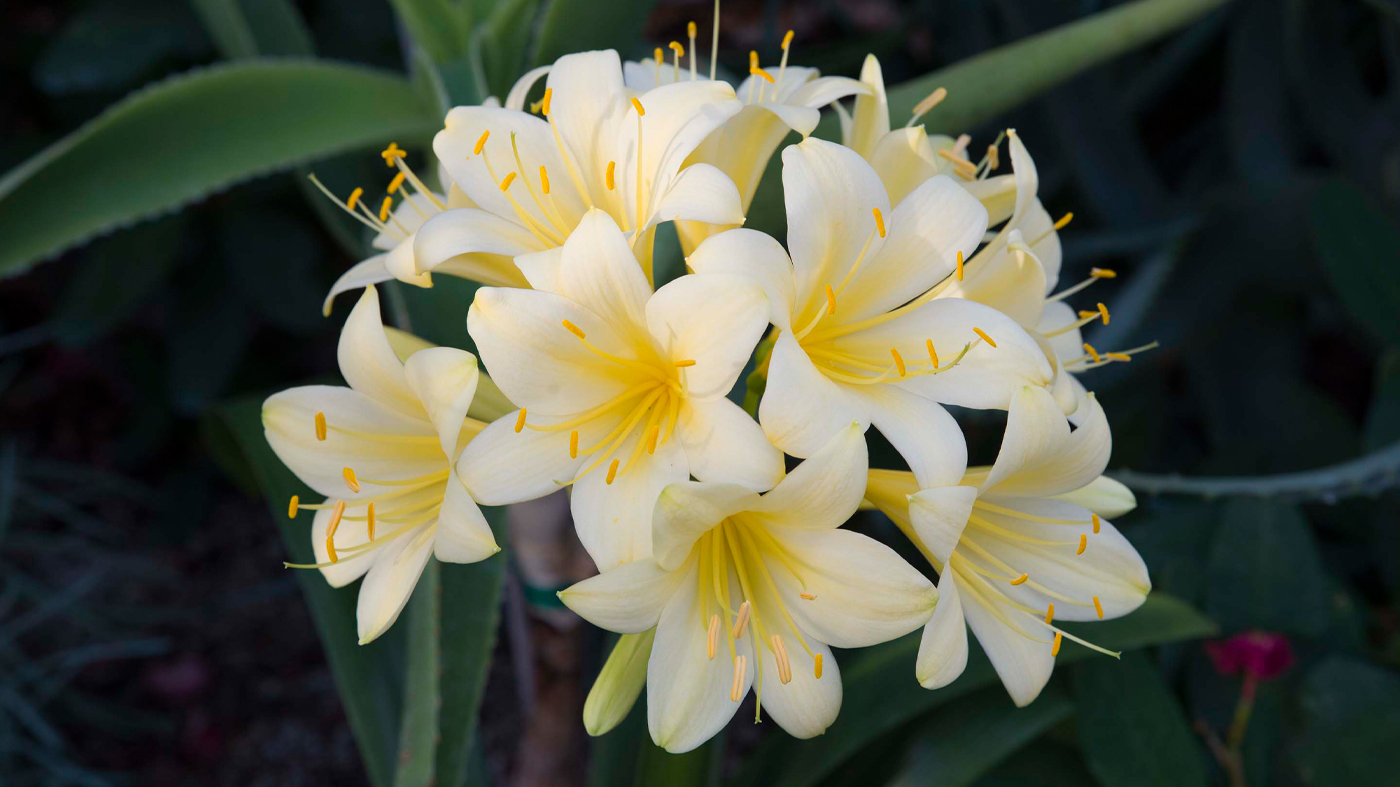 Bush Lily (Clivia)