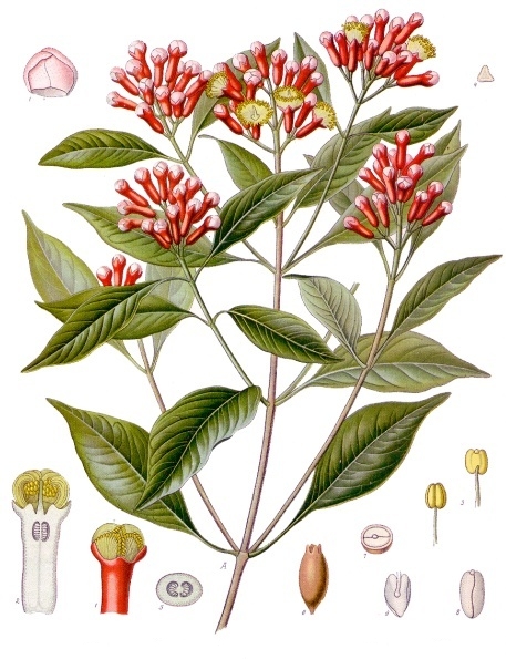 Cloves