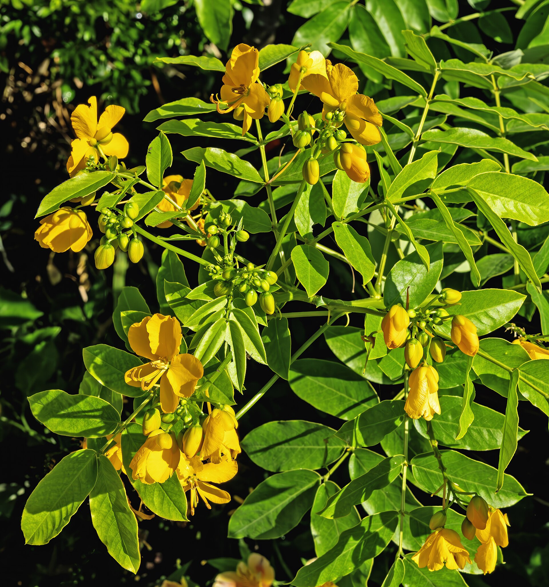 Coffee Senna