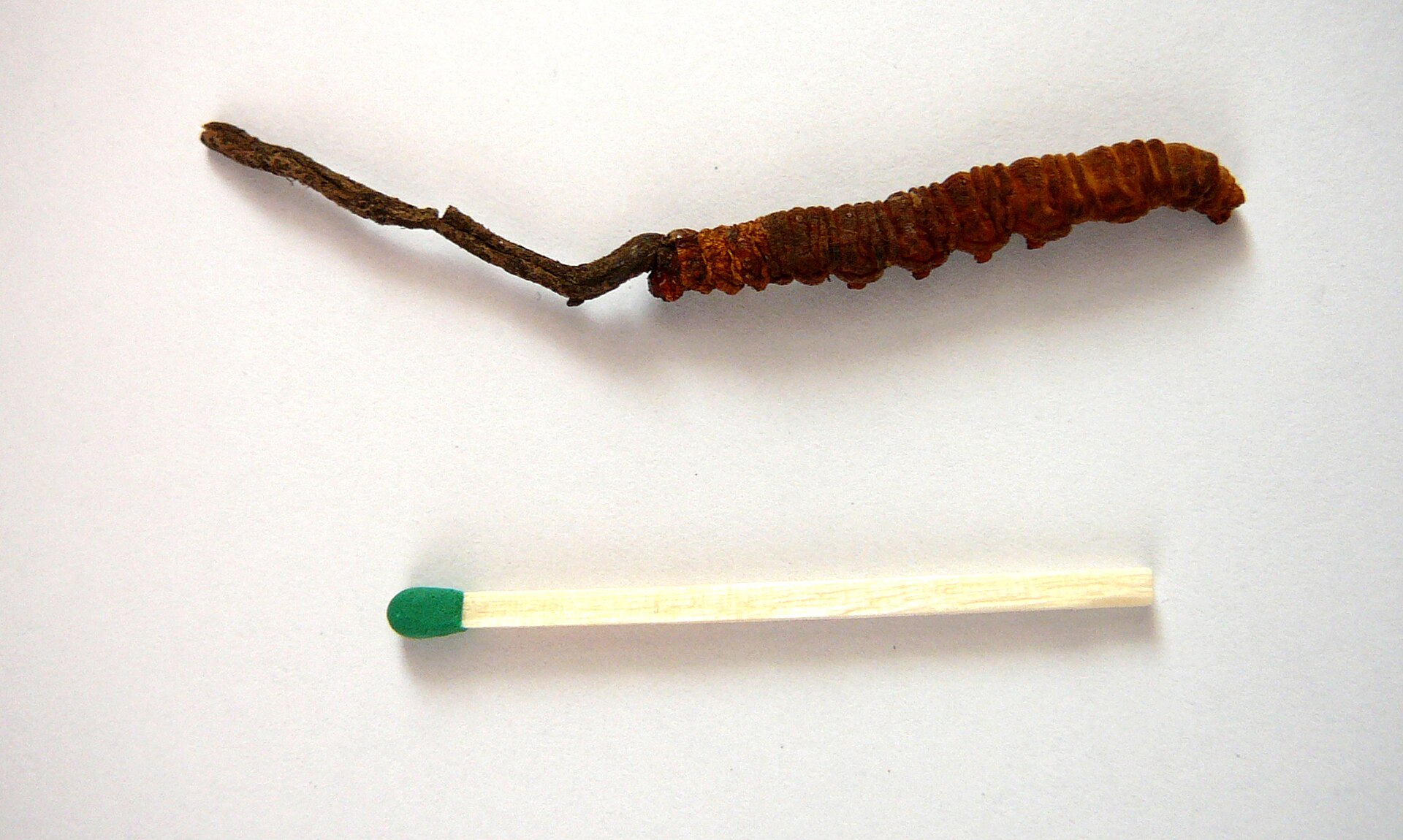 Cordyceps