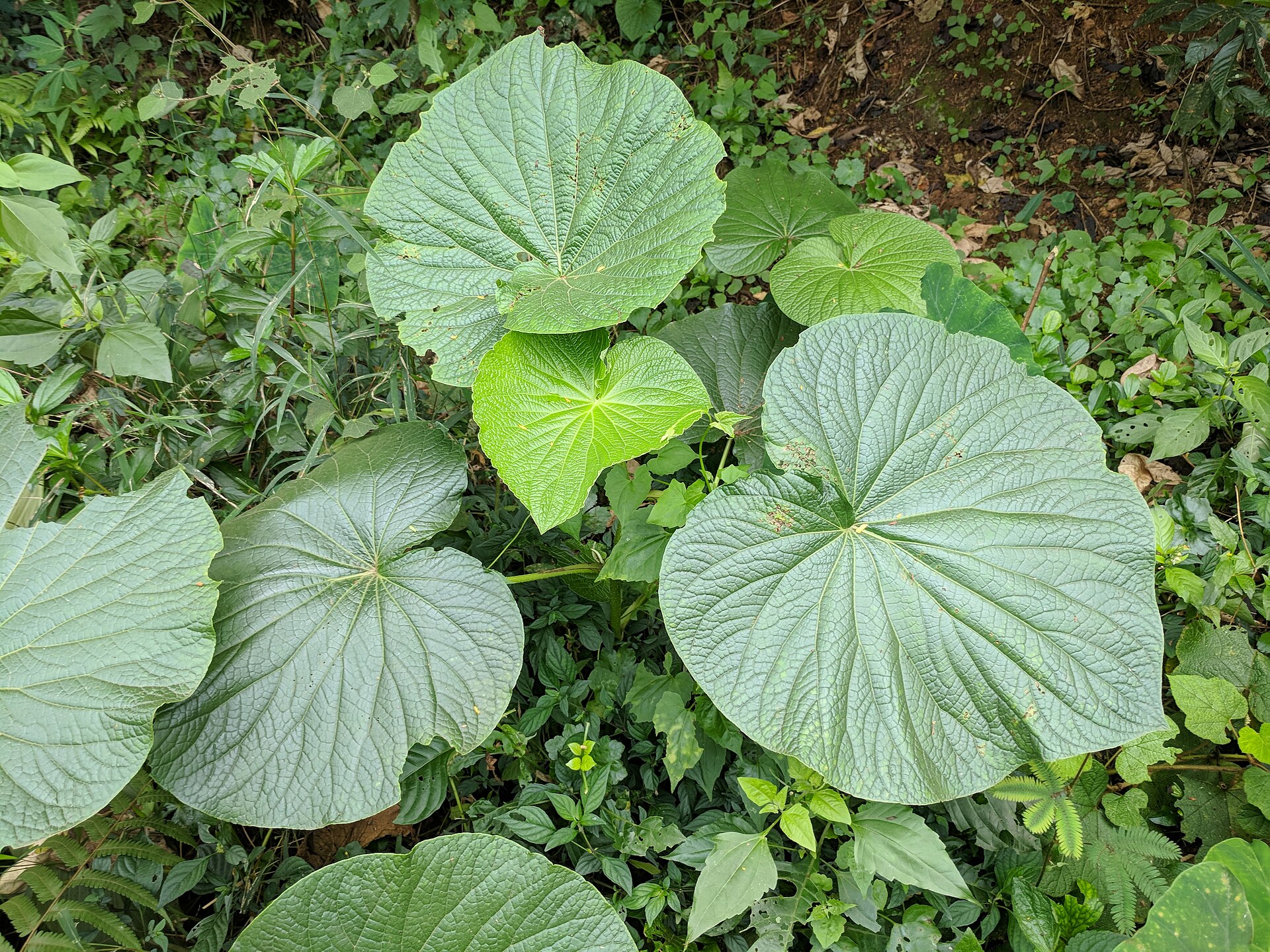 Cowfoot Leaf