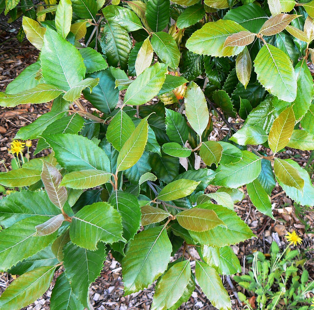 Assegai Tree