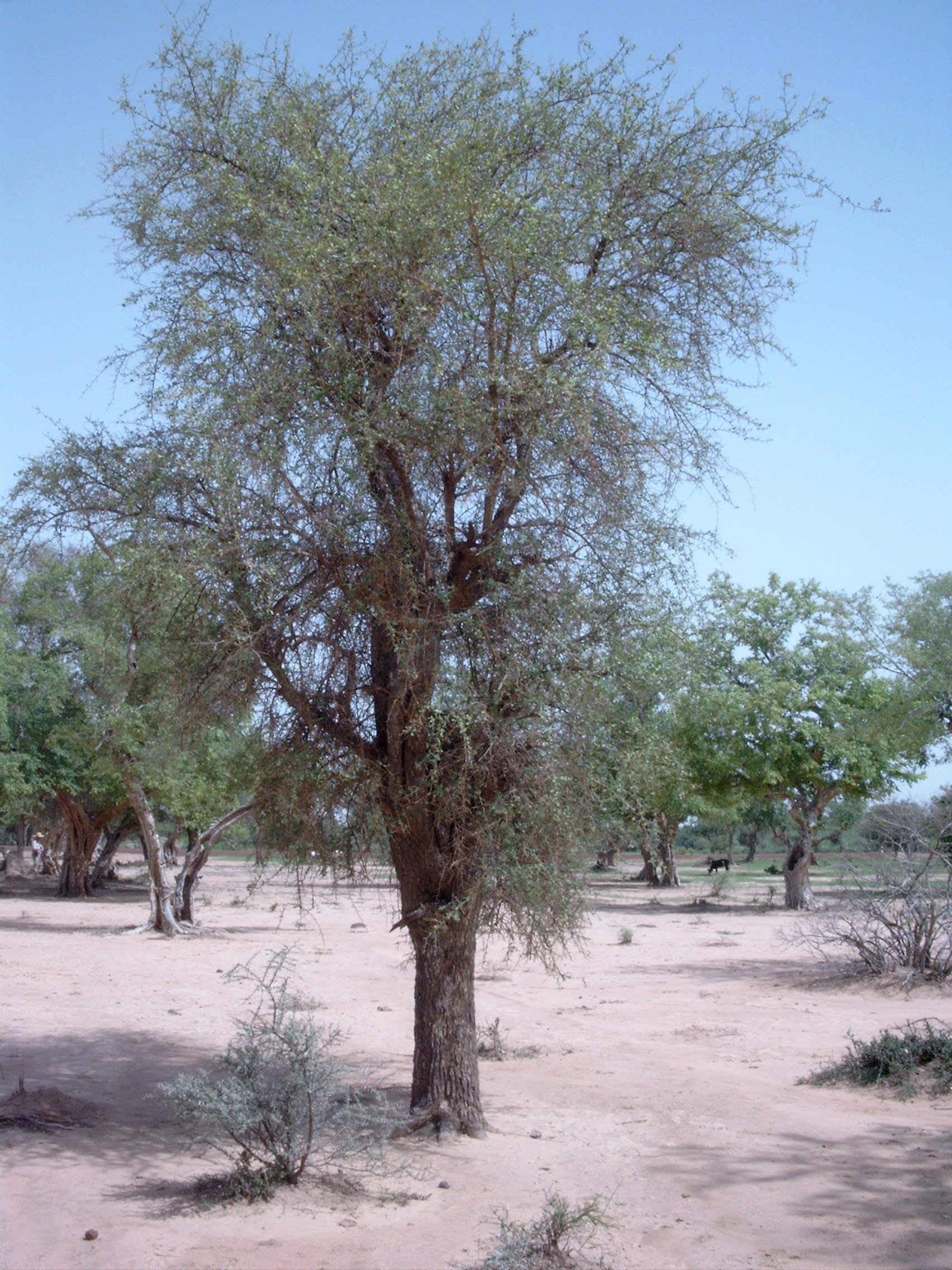 Desert Date