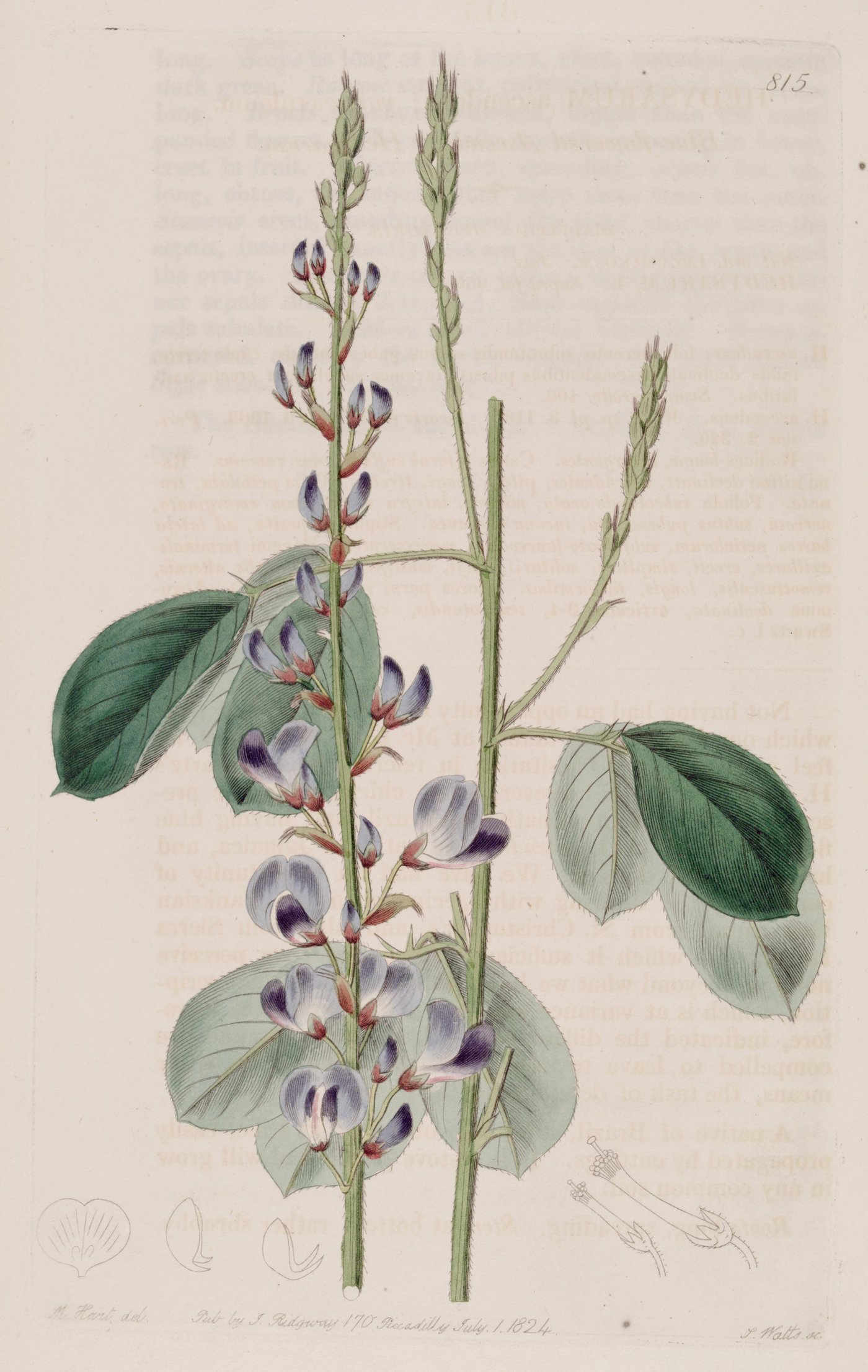 Desmodium (Amor Seco)