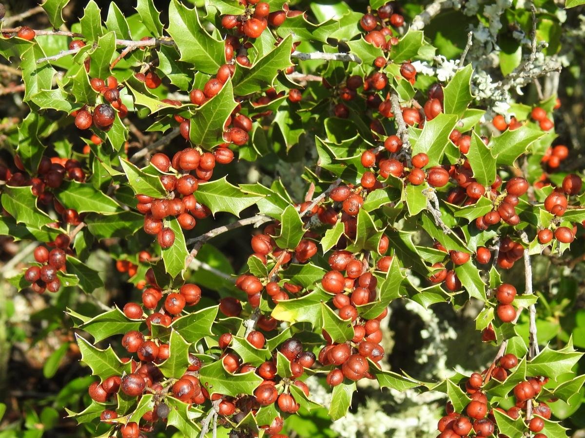 Espinheira Santa
