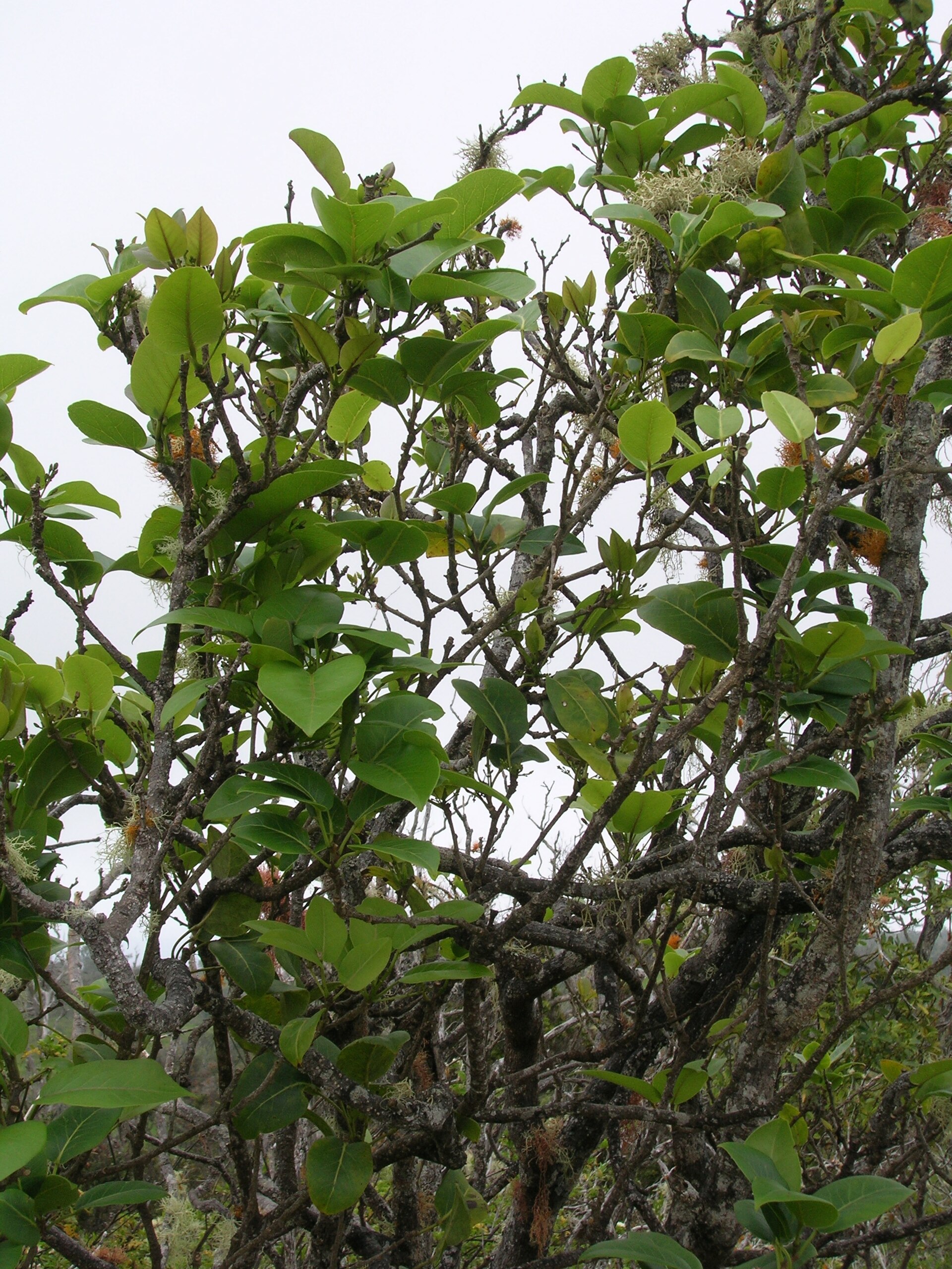 Fagara